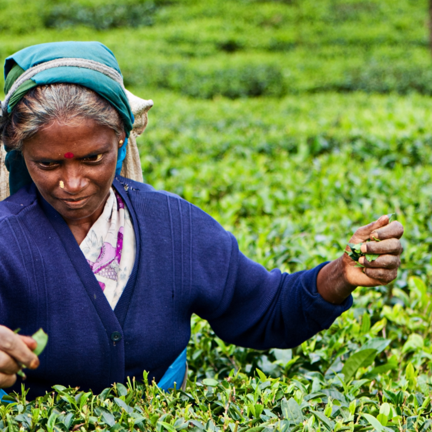 Tamil tea pickers, Sri Lanka Photo Credit hadynyah from Getty Images Signature.png