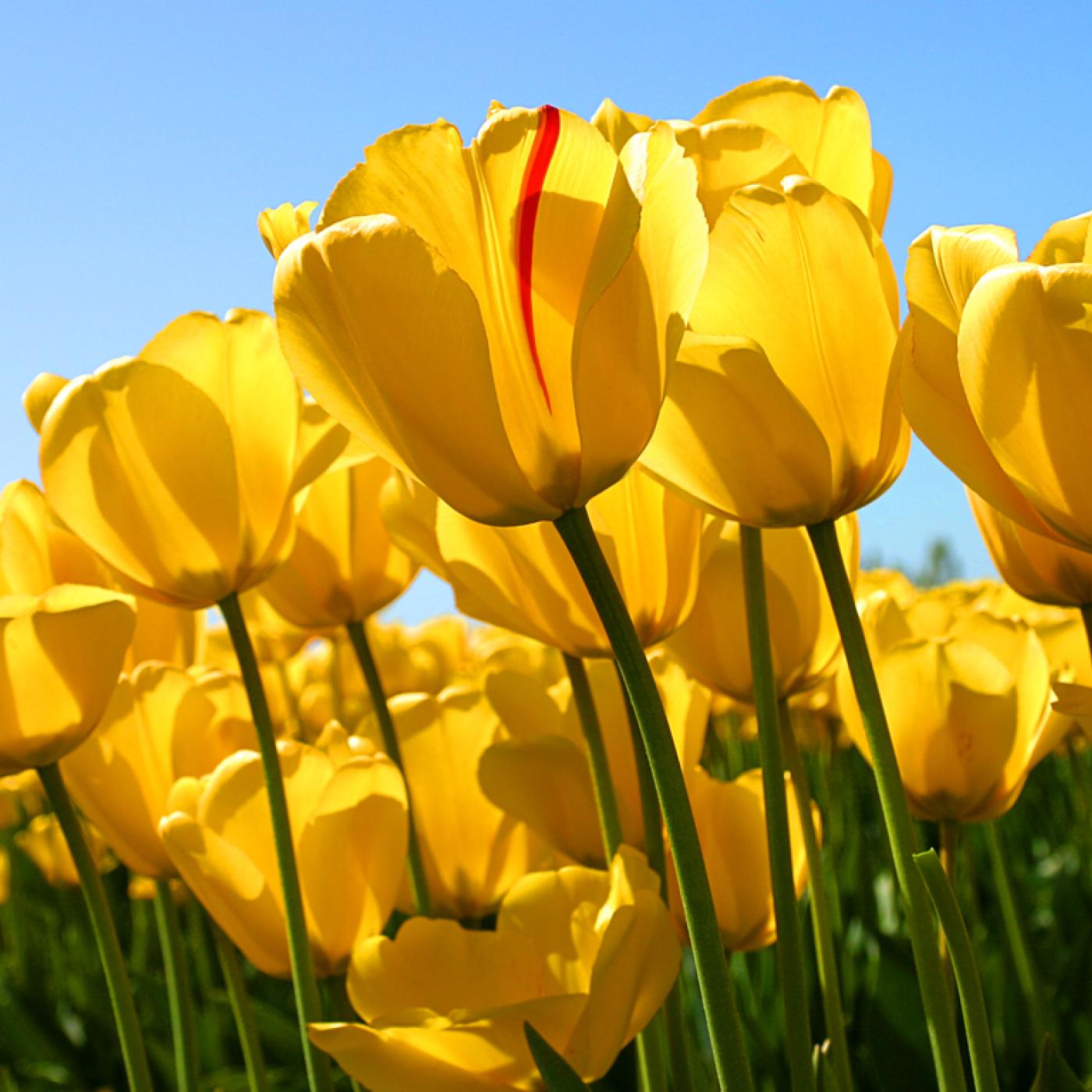 Field of yellow tulips blowing in the wind.